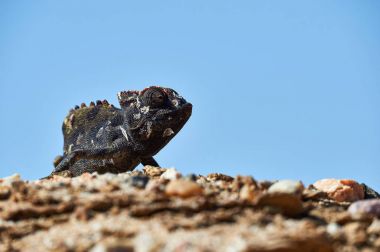 Namaqua bukalemunu (Chamaeleo namaquensis)