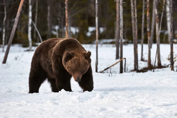 Καφέ αρκούδα (Ursus arctos) περπάτημα στο χιόνι — Φωτογραφία Αρχείου