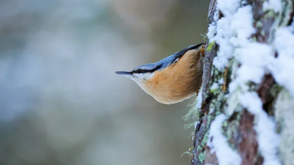 Brhlík (Sitta europaea), posazený na kmen stromu v zimě — Stock fotografie