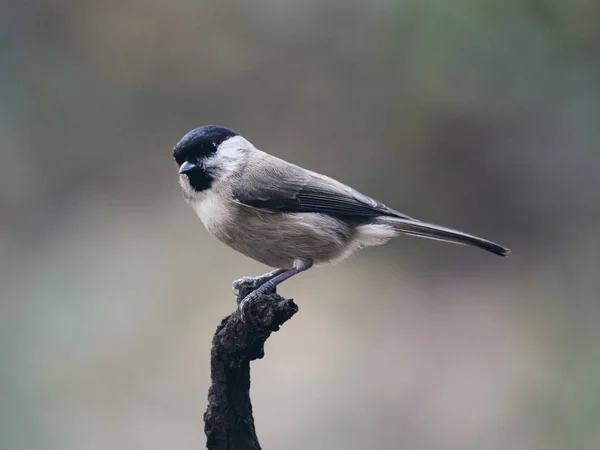 Marsh Tit resting on a branch (matte style) — Stock fotografie