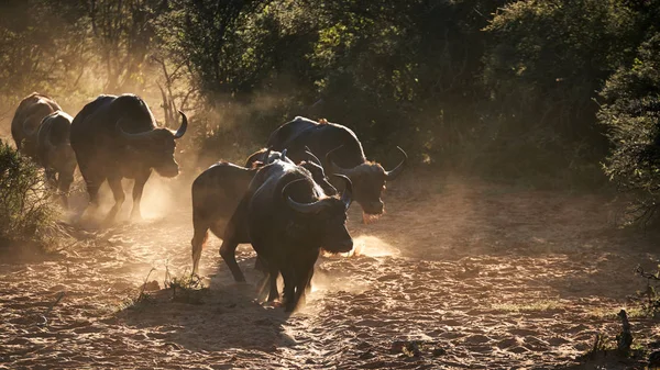 Búfalo africano o búfalo del cabo (Syncerus Caffer ) — Foto de Stock