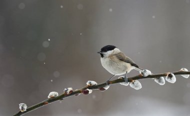 Marsh dal bir kar yağışı altında istirahat baştankara