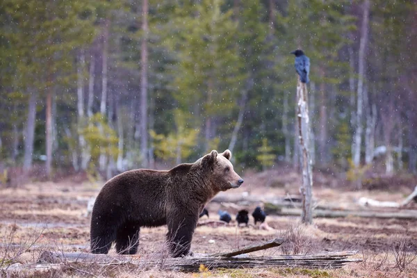 Brunbjörn i den Lappländska Taigan. — Stockfoto