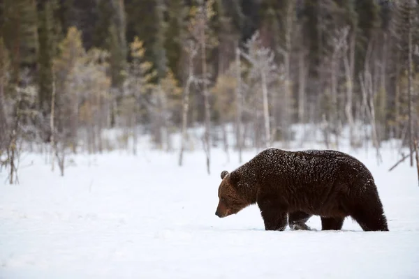 Orso bruno che cammina nella neve — Foto Stock