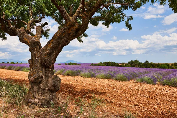 Prachtige landschap van Provence — Stockfoto
