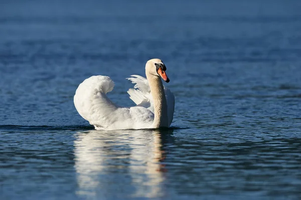 Suda Kuğu — Stok fotoğraf