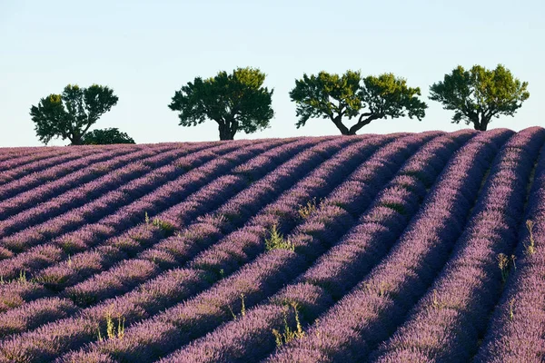 Gebied van bloeiende lavendel — Stockfoto