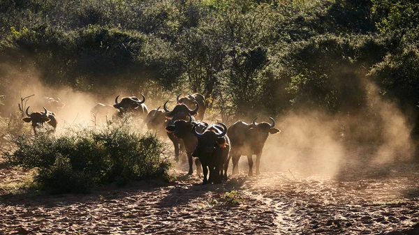 Búfalo africano o búfalo del cabo (Syncerus Caffer ) — Foto de Stock