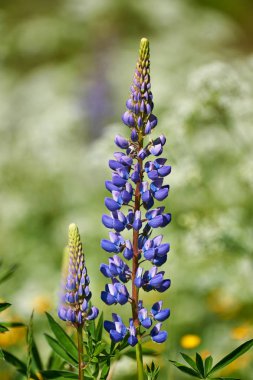 Renkli mavi Lupin