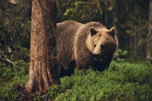 Urso castanho selvagem (Ursus arctos), estilo fosco — Fotografia de Stock