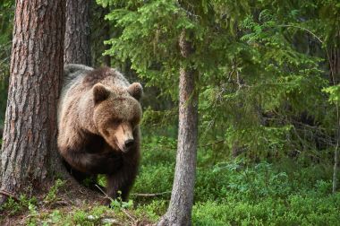 Ormandaki yabani boz ayı (Ursus arctos)