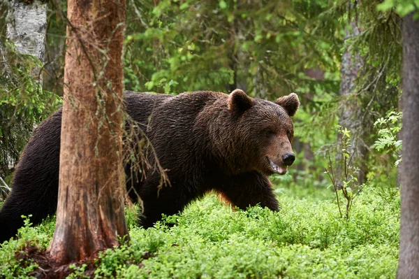 Дикий бурый медведь (Ursus arctos) в лесу — стоковое фото