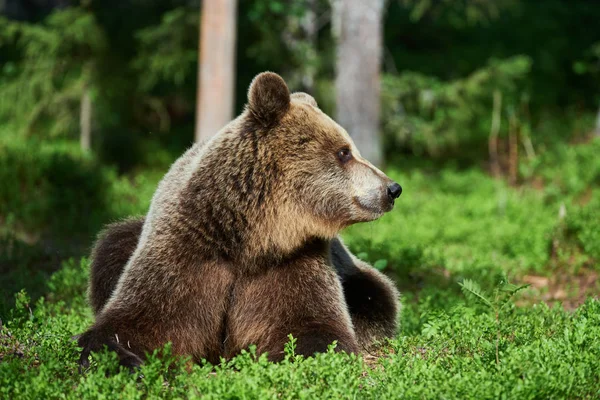 Oso pardo en el bosque —  Fotos de Stock