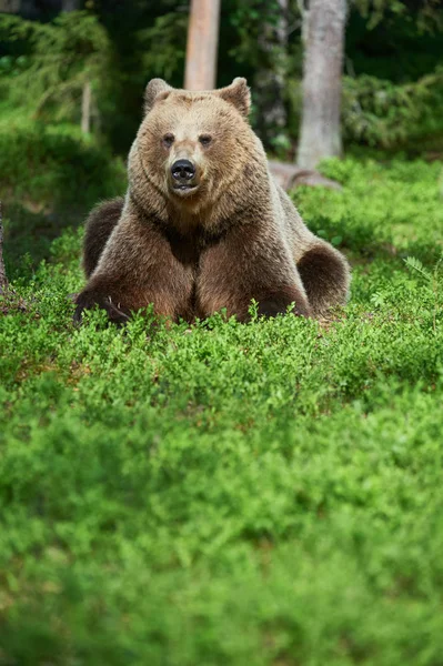 Brunbjörn i skogen — Stockfoto