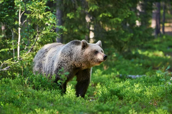 Brun björn i skogen — Stockfoto