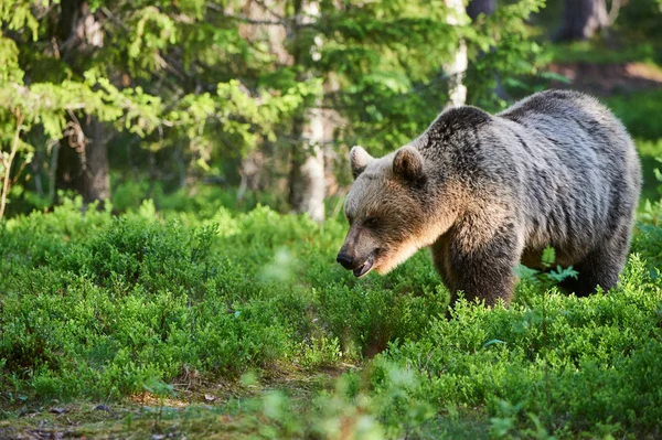 Oso pardo en el bosque — Foto de Stock