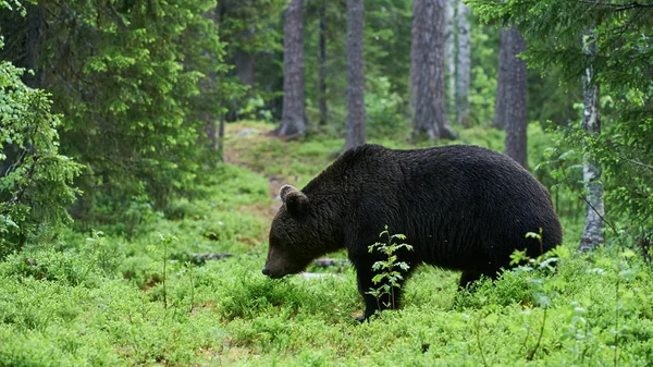 Urso marrom na floresta (estilo fosco ) — Fotografia de Stock