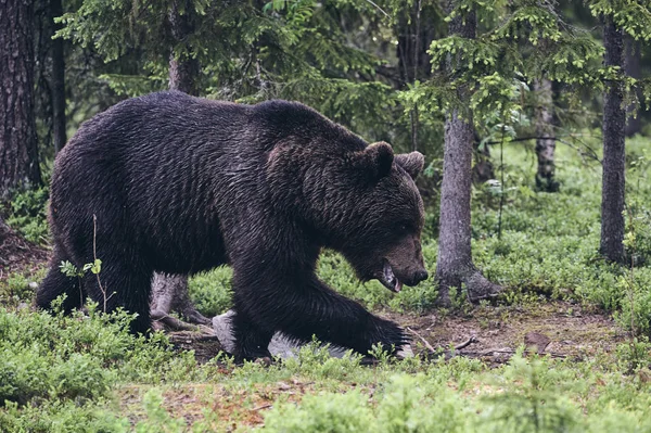 Az erdő (Matt stílus barna medve) — Stock Fotó