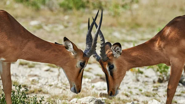 Twee zwarte geconfronteerd impala — Stockfoto