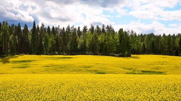 Hermoso campo de colza en el norte de Europa . —  Fotos de Stock