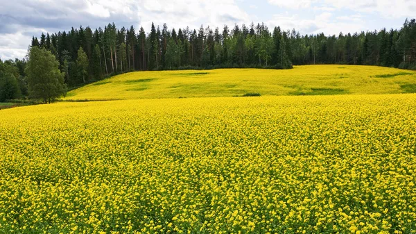 Hermoso campo de colza en el norte de Europa . —  Fotos de Stock