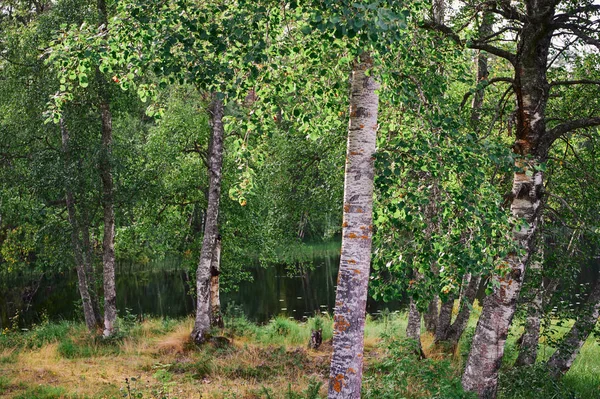 Bos en meer in Finlan. — Stockfoto