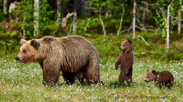 Dişi kahverengi ayı ve yavruları Stok Fotoğraf