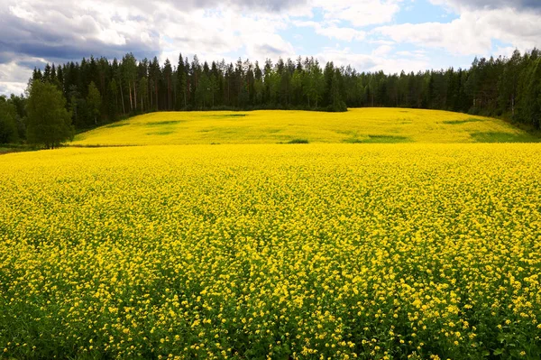 Hermoso campo de colza en el norte de Europa . —  Fotos de Stock