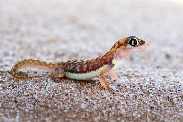 Pachydactylus rangei, o Gecko de areia do Namib ou o Gecko de pés de teia — Fotografia de Stock
