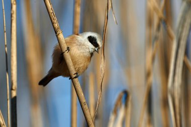 Avrupa penduline başlığı (Remiz pendulinus)
