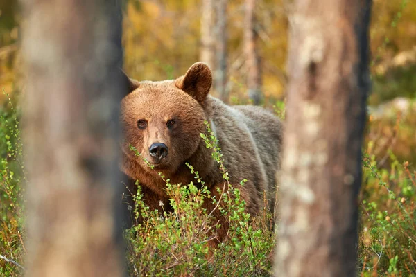 Urso pardo selvagem (Ursus arctos) na floresta . — Fotografia de Stock