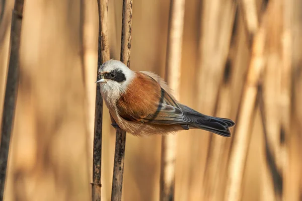 Europese slingertiet (Remiz pendulinus) — Stockfoto