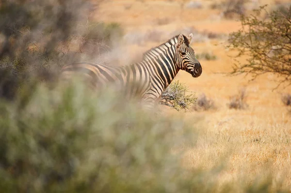 Zebra stepní v Namibii, styl. — Stock fotografie