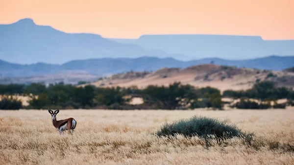 Springbok (Antidorcas marsupialis) bete i savannen — Stockfoto