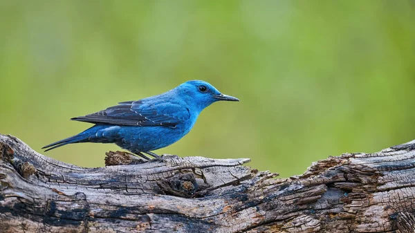 Zorzal de roca azul (Monticola solitarius) — Foto de Stock