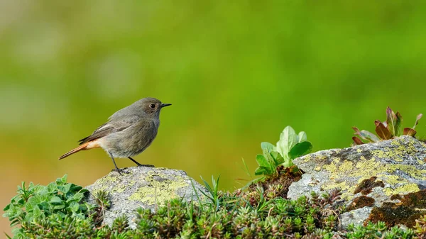 Mały ptak na skalistej rudej samicy (Fenicurus ochruros) — Zdjęcie stockowe