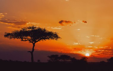 güzel Afrikalı günbatımı.