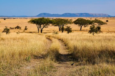 Afrika savanasında yol.