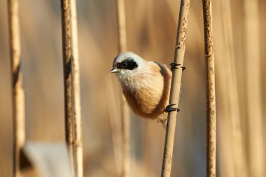 Avrupa penduline başlığı (Remiz pendulinus)