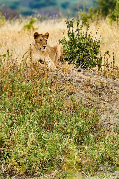 Львица (Panthera leo) лежит в траве . — стоковое фото