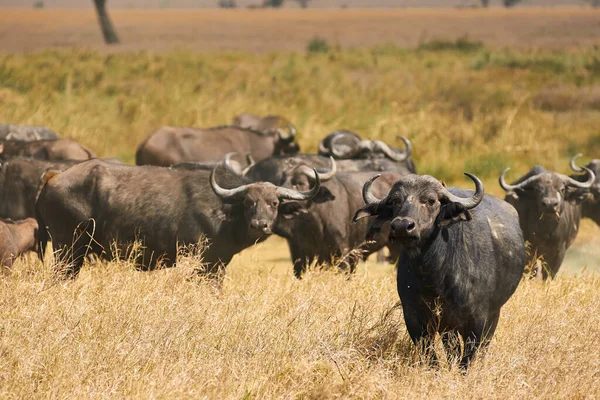 Búfalos africanos (Syncerus caffer). — Fotografia de Stock