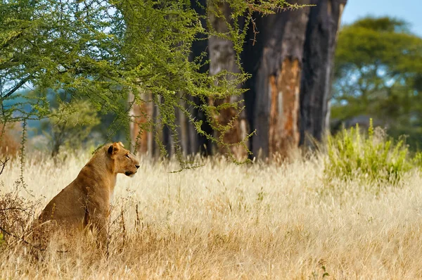 Aslan (Panthera leo) çimenlerde yatan. — Stok fotoğraf