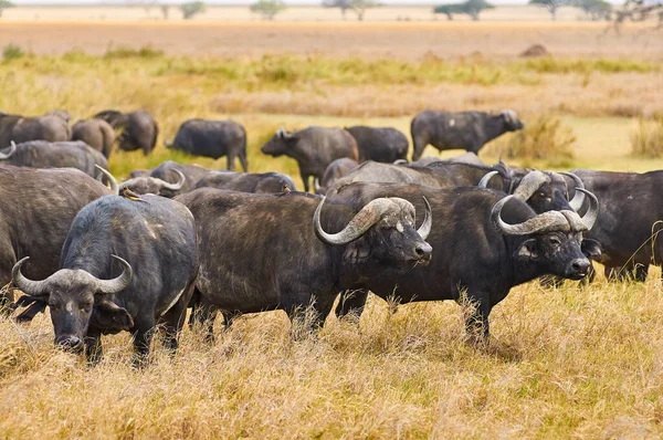 Afrikanska buffel (Syncerus caffer)). — Stockfoto