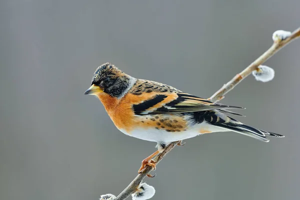 Brambling (Fringilla montifringilla) no inverno — Fotografia de Stock