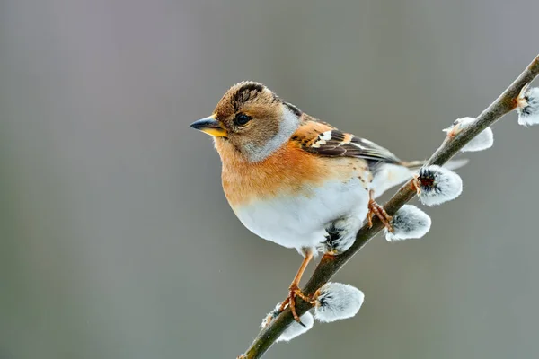 Brikning (Fringilla montifringilla) på vintern — Stockfoto