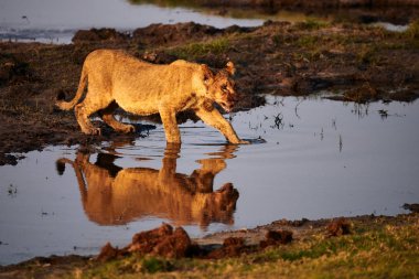 Aslan yavrusu (Panthera leo) bir su havuzunu geçer..
