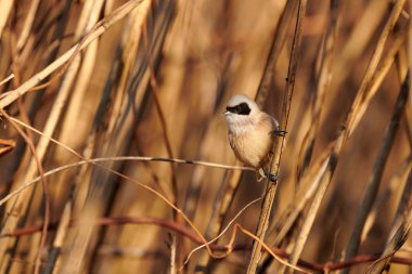Avrupa penduline başlığı (Remiz pendulinus)