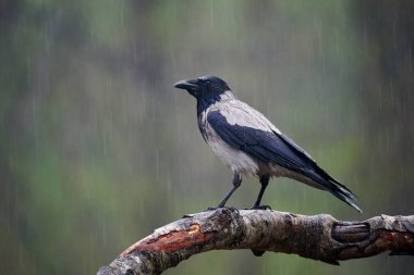 Yağmurun altındaki kapüşonlu karga (Corvus cornix).
