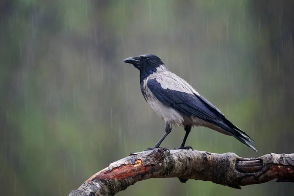 Cuervo encapuchado (Corvus cornix) bajo la lluvia . — Foto de Stock
