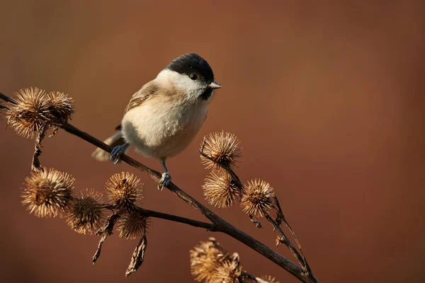 Marsh bir dalda dinlenme baştankara. — Stok fotoğraf